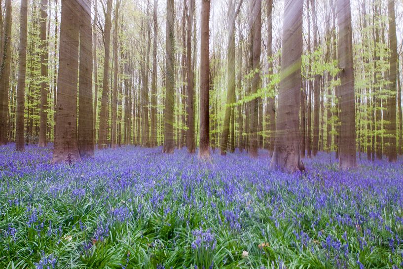 Hyacinth forest by Ben Elbertsen
