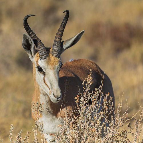 Close-up van een Springbok