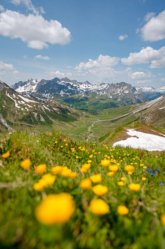 prachtig bloemrijk uitzicht in de Lechtaler Alpen bij Zürs op weg naar de Stuttgarter Hütte