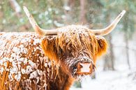Porträt eines schottischen Highlanders im Schnee von Sjoerd van der Wal Fotografie Miniaturansicht