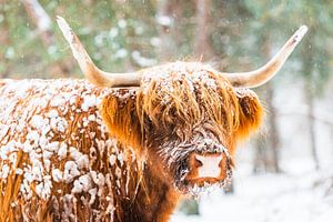 Portret van een Schotse Hooglander in de sneeuw van Sjoerd van der Wal Fotografie