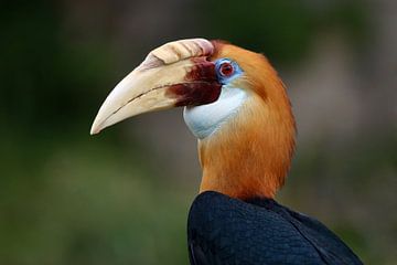 Papoea jaarvogel van Edwin Butter