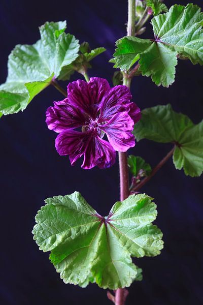 Stockrose von Thomas Jäger