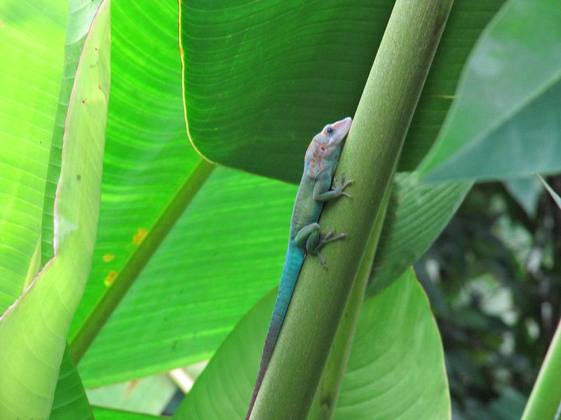 green von Folbert Nicolai