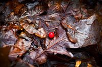 Red currant