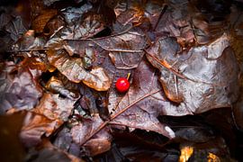 Rote Johannisbeere von MoonCreate