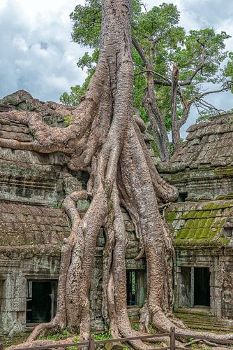 Tempel von Ta Prohm, Angkor Wat
