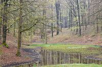 Leemkuil in het bos