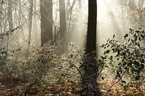 Wald an einem schönen Wintermorgen