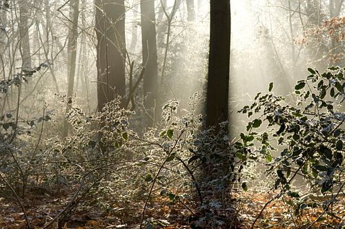 Bos tijdens een mooie winterochtend