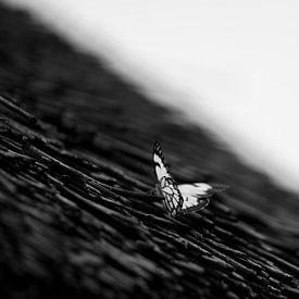 Schmetterling Schwarz/Weiß von Awid Safaei