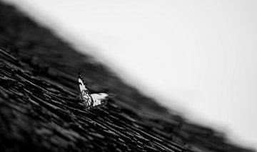 Vlinder zwart/wit van Awid Safaei