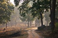 Mooi zonnig bos, lichtbundels schuin geplaatst van Michael Semenov thumbnail