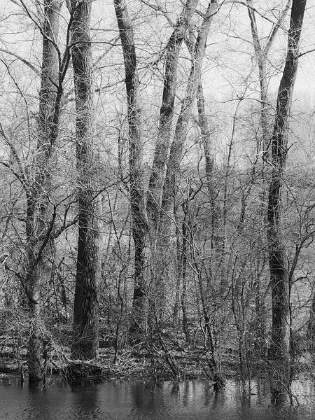 Winterse bomen van Diane van Veen