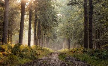Welcome to my forest..........? the Netherlands by Jos Erkamp