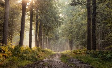 Willkommen in meinem Wald von Jos Erkamp