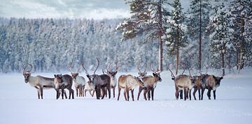 Rendierkudde in Pasvik Nationaal Park van Kai Müller