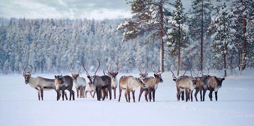 Troupeau de rennes dans le parc national de Pasvik par Kai Müller