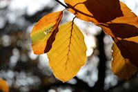 Herfst blad