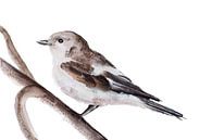 Diese Pied Flycatcher Vogel Illustration von Angela Peters Miniaturansicht