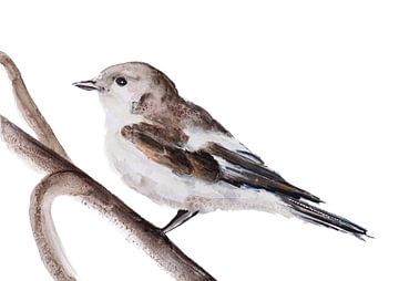 Diese Pied Flycatcher Vogel Illustration von Angela Peters