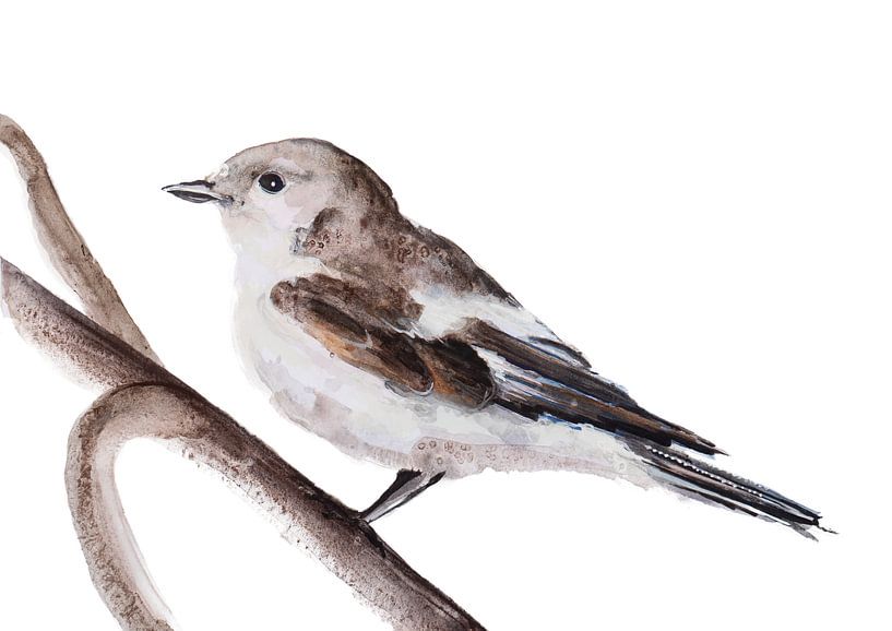 Diese Pied Flycatcher Vogel Illustration von Angela Peters