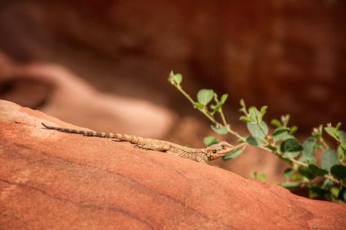 Prachtige bokeh foto van een hagedis in de Wadi Rum Woestijn (Jordanie)