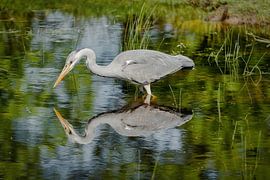 mirror mirror by Peter Smeekens