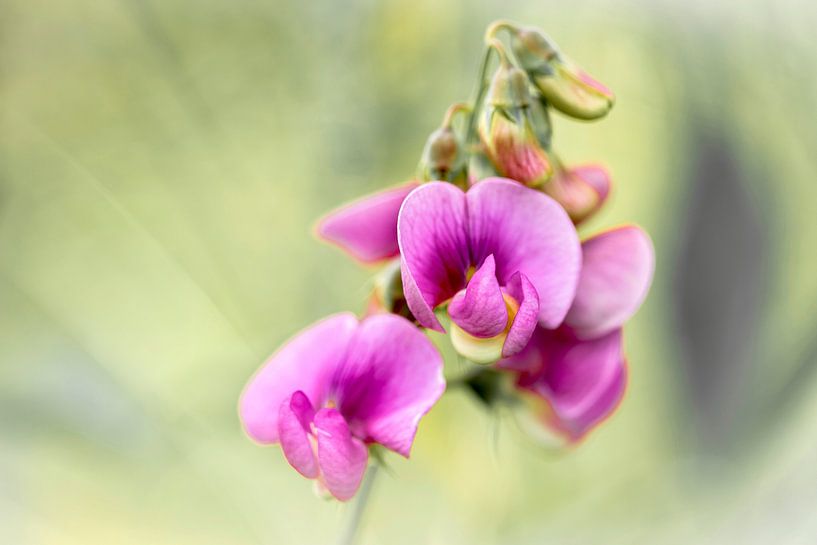 Broad Lathyrus by Mario Brussé Fotografie