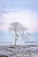 Morgen auf der Heide