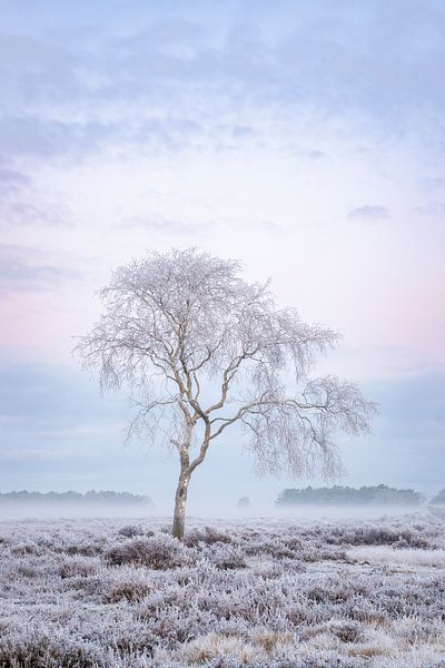 Morgen auf der Heide von Marcel Blijleven