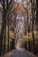 Autumn on the Lonnekerberg in Twente, Netherlands 4