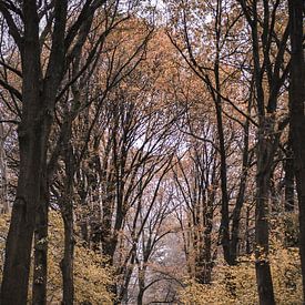 Herfst op de Lonnekerberg in Twente, Nederland 4 van Ratna Bosch