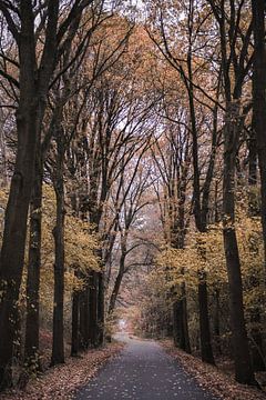 Herfst op de Lonnekerberg in Twente, Nederland 4 van Ratna Bosch