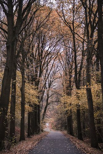 Autumn on the Lonnekerberg in Twente, Netherlands 4