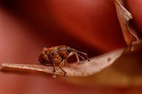 Acorn borer in red
