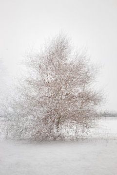 Solitaire Tree 1 by Léonie's Art Gallery