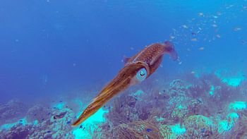 Caraïbische Pijlinktvis