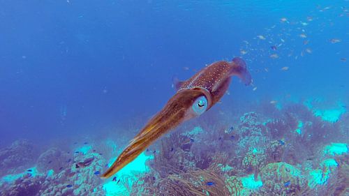 Caraïbische Pijlinktvis