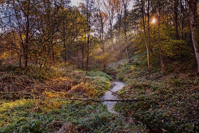 Roodborn by Rob Boon