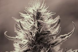 Powerplant by Marcel F.J. Homan