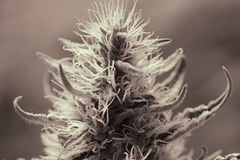 Groupe motopropulseur