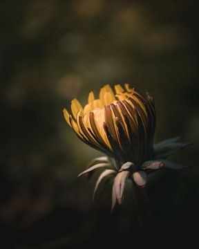 Open up dandelion flower dark & moody van Sandra Hazes