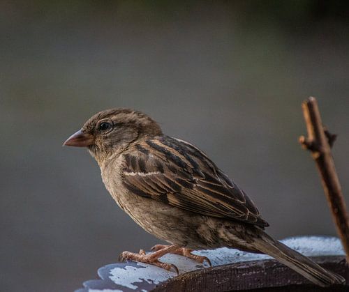 Huismus vrouwtje zat er mooi voor