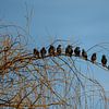 Une volée d'étourneaux sur une branche sur Anne Ponsen