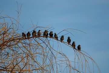 A row of starlings on a branch