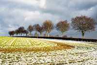 winterlandschap, bomen