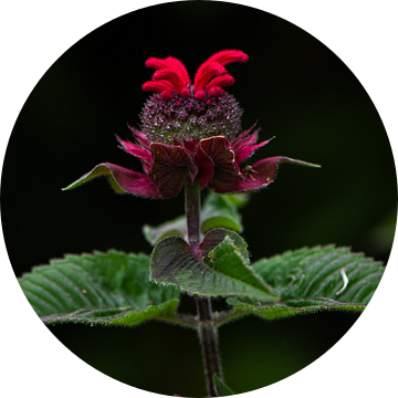 Bergamotplant (Monarda) van Ingrid Aanen