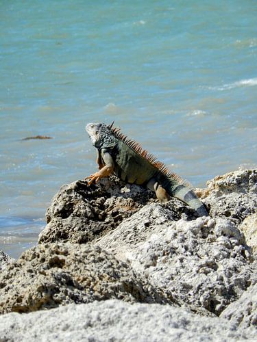 iguane prenant un bain de soleil sur Esmeralda de Nooijer