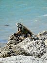 Sunbathing iguana by Esmeralda de Nooijer thumbnail